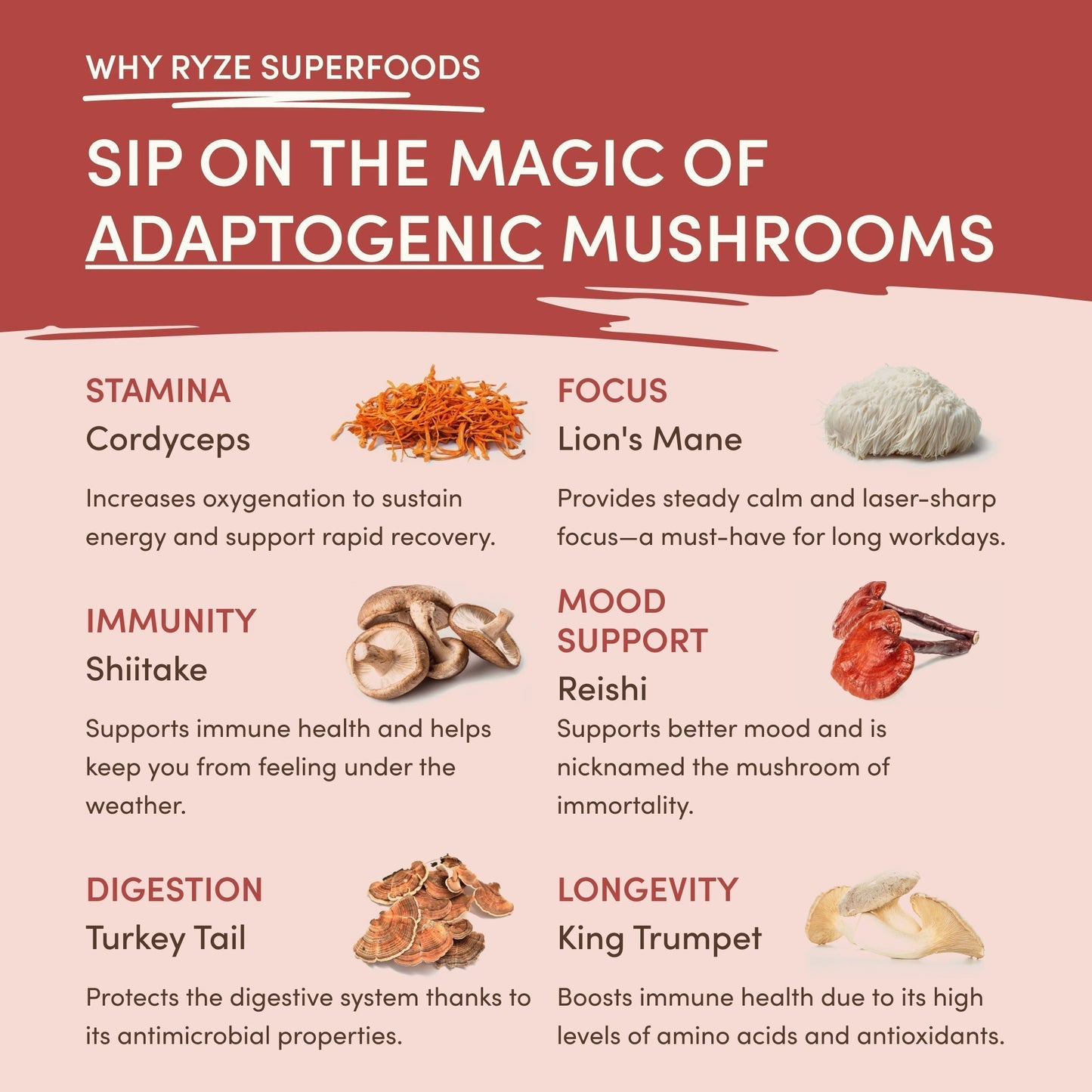 Mushroom Chai 6QQ5