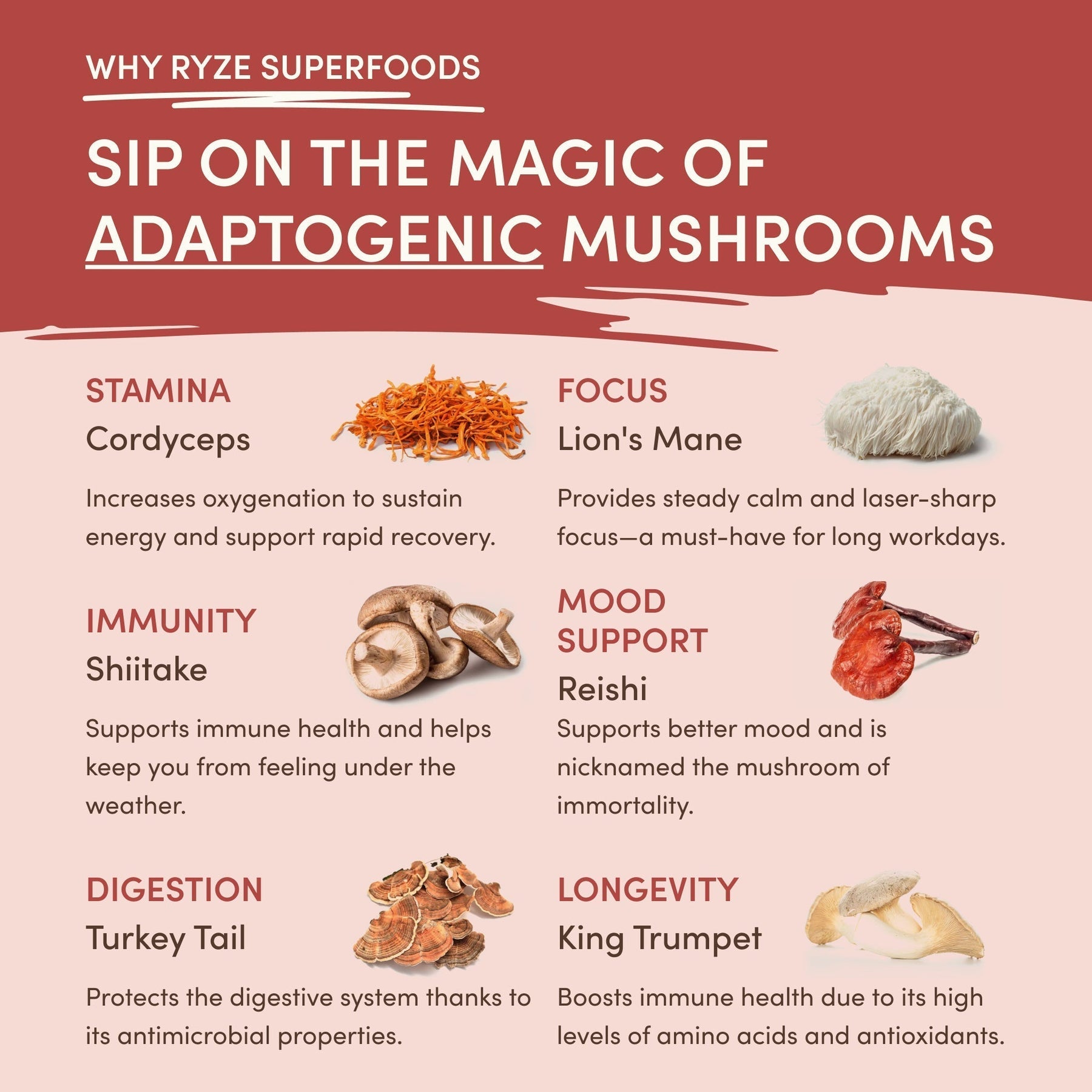 Mushroom Chai 6QQ5